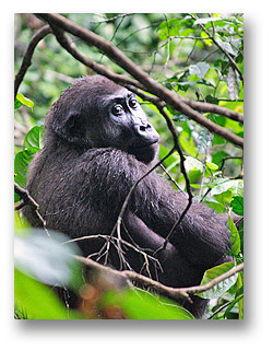 Great Ape Ecology and Conservation