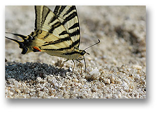 Scarce swallowtail butterfly extracting nutrients from wet sand